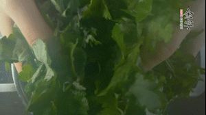 【面皮】1.鍋中水開時，放挑揀好的艾草和一撮小蘇打，第一遍煮開后倒掉，重新加水大火煮開后，小火煮1小時。煮爛的艾草用紗布瀝干。